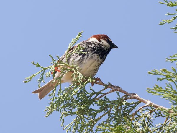 <h3><a href="/trips/extramadura/biota/animalia/chordata/aves/040 passeriformes/113 passeridae/passer hispaniolensis/passer hispaniolensis-nl.html">Passer&nbsp;hispaniolensis</a> / Spanish&nbsp;sparrow / Spaanse&nbsp;mus</h3>OM-1 Mark II met OLYMPUS M.150-400mm F4.5 TC, 1/2000 sec  bij F5.6, ISO 1000, afstand 18.4&nbsp;m